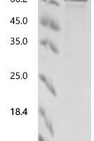 Human Protein flightless-1 homolog (FLII), partial Recombinant Protein, N-MBP/C-His-Avi - BioCrest Sci