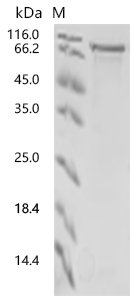 Human Protein flightless-1 homolog (FLII), partial Recombinant Protein, N-MBP/C-His-Avi, Homo sapiens (Human), E.coli, N-terminal MBP-tagged and C-terminal 6xHis-Avi-tagged, 85.9 kDa, purity >≥ 85% as determined by SDS-PAGE.