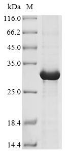 Human Granzyme K (GZMK) Recombinant Protein, N-His, Homo sapiens (Human), E.coli, N-terminal 6xHis-tagged, 29.9 kDa, purity >≥ 90% as determined by SDS-PAGE.