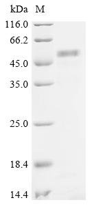 Human Na (+)/H (+) exchange regulatory cofactor NHE-RF1 (NHERF1) Recombinant Protein, N-10His, Homo sapiens (Human), Yeast, N-terminal 10xHis-tagged, 41.2 kDa, purity >≥ 85% as determined by SDS-PAGE.
