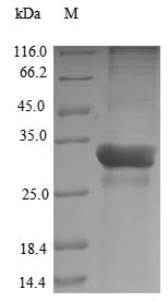 Theragra chalcogramma Parvalbumin beta-1 Recombinant Protein, Theragra chalcogramma (Alaska pollock) (Gadus chalcogrammus), E.coli, N-terminal 10xHis-sumo-tagged and C-terminal Myc-tagged, 31.4 kDa, purity >≥ 90% as determined by SDS-PAGE.