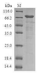 Human Serpin B9 (SERPINB9) Recombinant Protein, Homo sapiens (Human), E.coli, N-terminal GST-tagged, 69.4 kDa, purity >≥ 90% as determined by SDS-PAGE.