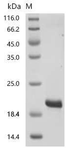 Human SH3 and PX domain-containing protein 2A (SH3PXD2A), partial Recombinant Protein, C-His, Homo sapiens (Human), E.coli, C-terminal 6xHis-tagged, 15.9 kDa, purity >≥ 95% as determined by SDS-PAGE.