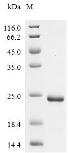 Anacardium occidentale 2s albumin (ana o 3) Recombinant Protein, Anacardium occidentale (Cashew), E.coli, C-terminal 6xHis-tagged, 21.2 kDa, purity >≥ 90% as determined by SDS-PAGE.