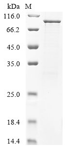 Human papillomavirus type 18 Major capsid protein L1 (L1) Recombinant Protein, Human papillomavirus type 18, E.coli, N-terminal GST-tagged, 91.1 kDa, purity >≥ 85% as determined by SDS-PAGE.
