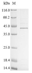 Human Hyaluronan and proteoglycan link protein 1 (HAPLN1) Recombinant Protein, Homo sapiens (Human), Mammalian cell, N-terminal 10xHis-tagged, 41.0 kDa, purity >≥ 85% as determined by SDS-PAGE.