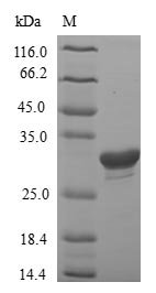Rat Insulin-like growth factor-binding protein 1 (Igfbp1) Recombinant Protein, Tag-Free, Rattus norvegicus (Rat), E.coli, Tag-Free, 26.9 kDa, purity >≥ 90% as determined by SDS-PAGE.