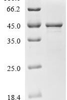 Acinetobacter baumannii Cell shape-determining protein MreB (mreB) Recombinant Protein - BioCrest Sci