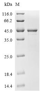 Acinetobacter baumannii Cell shape-determining protein MreB (mreB) Recombinant Protein, Acinetobacter baumannii 21072, E.coli, C-terminal 6xHis-tagged, 43.6 kDa, purity >≥ 90% as determined by SDS-PAGE.