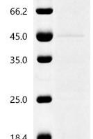 Mouse Neurogenic differentiation factor 1 (Neurod1) Recombinant Protein, C-His, aa 1–357, Yeast - BioCrest Sci