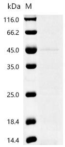 Mouse Neurogenic differentiation factor 1 (Neurod1) Recombinant Protein, C-His, aa 1–357, Yeast, Mus musculus (Mouse), Yeast, C-terminal 6xHis-tagged, 41.5 kDa, purity >≥ 85% as determined by SDS-PAGE.