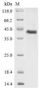 Human Complement decay-accelerating factor (CD55), partial Recombinant Protein, Homo sapiens (Human), E.coli, N-terminal 10xHis-GST-tagged and C-terminal Myc-tagged, 45.4 kDa, purity >≥ 85% as determined by SDS-PAGE.