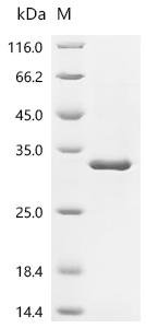 Mouse Syntaxin-binding protein 6 (Stxbp6) Recombinant Protein, Mus musculus (Mouse), E.coli, C-terminal 6xHis-tagged, 30.5 kDa, purity >≥ 90% as determined by SDS-PAGE.