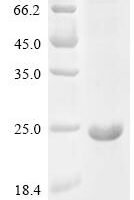 Pseudomonas syringae pv. syringae Ice nucleation protein (inaZ), partial Recombinant Protein - BioCrest Sci