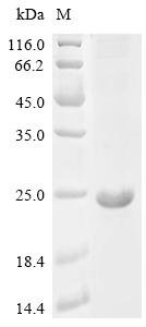 Pseudomonas syringae pv. syringae Ice nucleation protein (inaZ), partial Recombinant Protein, Pseudomonas syringae pv. syringae, E.coli, C-terminal 6xHis-tagged, 20.1 kDa, purity >≥ 85% as determined by SDS-PAGE.