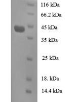 Human Regenerating islet-derived protein 3-alpha (REG3A) Recombinant Protein, N-GST - BioCrest Sci