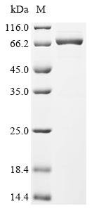 Human cytomegalovirus Immediate early protein IE1 (UL123) Recombinant Protein, Human cytomegalovirus (strain Merlin) (HHV-5) (Human herpesvirus 5), E.coli, N-terminal 10xHis-tagged and C-terminal Myc-tagged, 62.6 kDa, purity >≥ 90% as determined by SDS-PAGE.