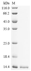 Mouse Acyl-CoA-binding protein (Dbi) Recombinant Protein, Mus musculus (Mouse), Yeast, N-terminal 10xHis-tagged, 12.4 kDa, purity >≥ 85% as determined by SDS-PAGE.