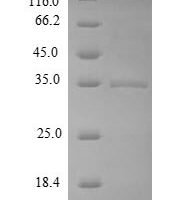 Bacillus subtilis Uncharacterized protein yuaB (yuaB) Recombinant Protein - BioCrest Sci