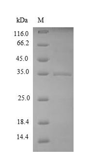 Bacillus subtilis Uncharacterized protein yuaB (yuaB) Recombinant Protein, Bacillus subtilis (strain 168), E.coli, N-terminal 6xHis-SUMO-tagged, 35.3 kDa, purity >≥ 90% as determined by SDS-PAGE.
