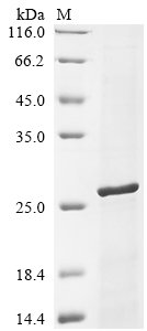 Vaccinia virus RNA-binding protein OPG065 (OPG065) Recombinant Protein, Vaccinia virus (strain Copenhagen) (VACV), Yeast, C-terminal 6xHis-tagged, 22.3 kDa, purity >≥ 90% as determined by SDS-PAGE.