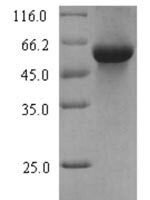 Triticum aestivum  Serpin-Z1B Recombinant Protein - BioCrest Sci