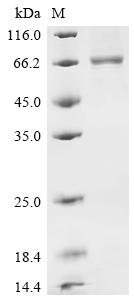 Human Butyrophilin-like protein 2 (BTNL2), partial Recombinant Protein, C-hFc1, aa 29–235 & 356–457, Homo sapiens (Human), Mammalian cell, C-terminal hFc1-tagged, 61.8 kDa, purity >≥ 85% as determined by SDS-PAGE.