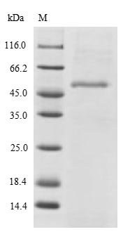 Human Endophilin-B2 (SH3GLB2) Recombinant Protein, Homo sapiens (Human), E.coli, N-terminal 6xHis-SUMO-tagged, 60.0 kDa, purity >≥ 90% as determined by SDS-PAGE.