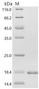Chicken Fibroblast growth factor 1 (FGF1) Recombinant Protein, N-His, Gallus gallus (Chicken), Yeast, N-terminal 6xHis-tagged, 17.7 kDa, purity >≥85% (SDS-PAGE)