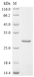 Human Hepcidin (HAMP), partial Recombinant Protein, Homo sapiens (Human), E.coli, N-terminal GST-tagged, 29.5 kDa, purity >≥ 85% as determined by SDS-PAGE.