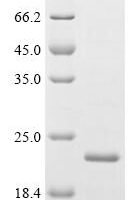 Rabbit Prolactin-inducible protein homolog (PIP) Recombinant Protein - BioCrest Sci
