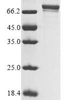 Human Protein furry homolog-like (FRYL), partial Recombinant Protein - BioCrest Sci