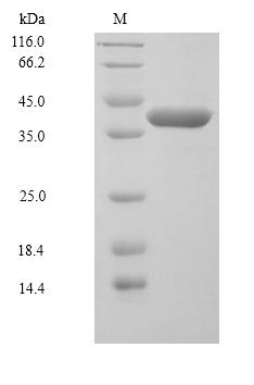 Human Dual specificity mitogen-activated protein kinase kinase 6 (MAP2K6) Recombinant Protein, N-His, Homo sapiens (Human), Baculovirus, N-terminal 6xHis-tagged, 39.5 kDa, purity >≥ 90% as determined by SDS-PAGE.