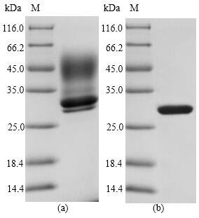 Staphylococcus aureus Enterotoxin type E (entE) Recombinant Protein, N-His, Staphylococcus aureus, Yeast, N-terminal 6xHis-tagged, 28.4 kDa, purity >≥ 90% as determined by SDS-PAGE.