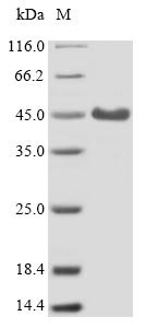 Mouse Complement component receptor 1-like protein (Cr1l), partial Recombinant Protein, Mus musculus (Mouse), E.coli, N-terminal 6xHis-tagged, 44.5 kDa, purity >≥ 85% as determined by SDS-PAGE.