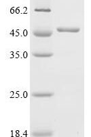Shigella flexneri Putative multidrug resistance protein MdtA (mdtA) Recombinant Protein - BioCrest Sci