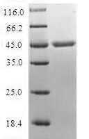 Human MARCKS-related protein (MARCKSL1) Recombinant Protein - BioCrest Sci