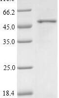 Human Protein Wnt-2 (WNT2) Recombinant Protein, N-His, aa 26–360, Yeast - BioCrest Sci