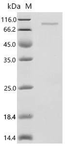 Mouse Microtubule-actin cross-linking factor 1, isoforms 1/2/3/4 (Macf1), partial Recombinant Protein, Mammalian cell, C-terminal 10xHis-HSA-tagged, 103.7 kDa, purity >≥ 95% as determined by SDS-PAGE.