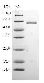 Human Protein quaking (QKI) Recombinant Protein, Homo sapiens (Human), E.coli, N-terminal GST-tagged, 64.7 kDa, purity >≥ 90% as determined by SDS-PAGE.