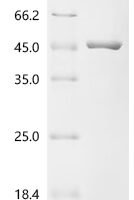 Escherichia coli DNA gyrase subunit B(gyrB), partial Recombinant Protein, N-10His - BioCrest Sci