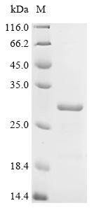 Human E3 ubiquitin-protein ligase RNF43 (RNF43), partial Recombinant Protein, C-His, Homo sapiens (Human), E.coli, C-terminal 6xHis-tagged, 26.1 kDa, purity >≥ 85% as determined by SDS-PAGE.