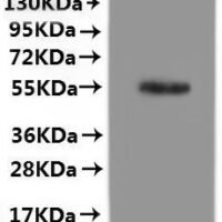 Human Protein spinster homolog 3 (SPNS3)-VLPs Recombinant Protein - BioCrest Sci