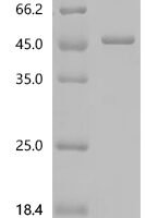 Cat Zona pellucida sperm-binding protein 3 (ZP3) Recombinant Protein, C-His - BioCrest Sci
