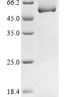 Synechocystis sp. Ferredoxin-dependent glutamate synthase 2 (gltS), partial Recombinant Protein - BioCrest Sci
