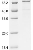 Human FERM domain containing 5 (FRMD5) Recombinant Protein, N-10His - BioCrest Sci