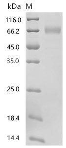 Yarrowia lipolytica ATP citrate synthase Recombinant Protein, C-10His, Yarrowia lipolytica (strain CLIB 122 / E 150) (Yeast) (Candida lipolytica), Mammalian cell, C-terminal 10xHis-tagged, 56.8 kDa, purity >≥ 85% as determined by SDS-PAGE.