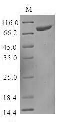 Human Killer cell immunoglobulin-like receptor 2DS3 (KIR2DS3), partial Recombinant Protein, N-MBP/C-His, Homo sapiens (Human), Baculovirus, N-terminal MBP-tagged and C-terminal 6xHis-tagged, 68.7 kDa, purity >≥ 85% as determined by SDS-PAGE.
