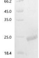 Human Growth/differentiation factor 3 (GDF3) Recombinant Protein, C-His - BioCrest Sci