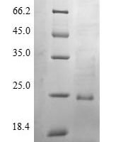 Bovine Pulmonary surfactant-associated protein B (SFTPB),Partial Recombinant Protein - BioCrest Sci